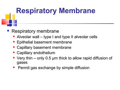 Basic Pulmonary Anatomy Ppt