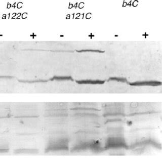 Disulfide Cross Linking Of B F C And B V C To A W C Membrane