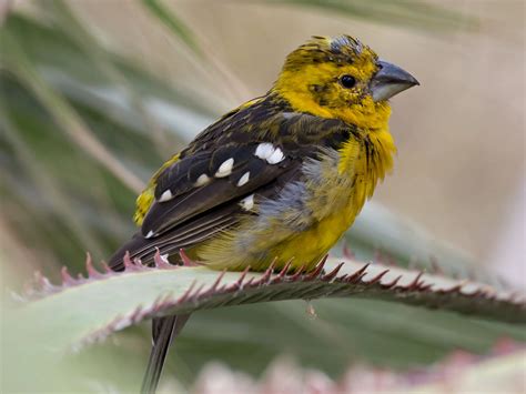 Birds Of The World Grosbeaks Cardinalidae