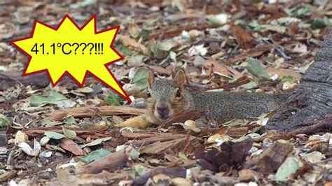 Squirrel Laying Flat How Squirrels Stay Cool In The Summer Heat♡ぺったんこリスの夏バテ対策びろーん Youtube