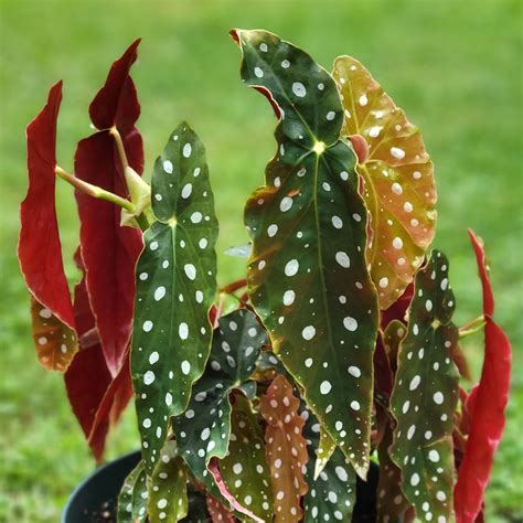 Begonia Maculata Lupon Gov Ph