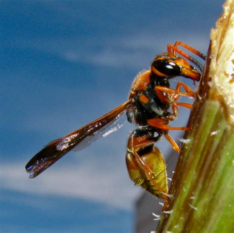 Wasp In Our Yard Ancistrocerus Tuberculocephalus Bugguidenet