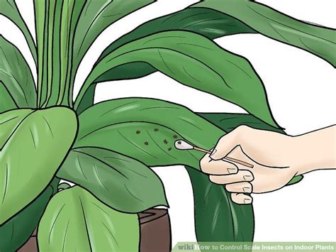 How To Control Scale Insects On Indoor Plants 7 Steps