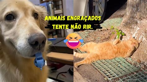 Tente N O Rir Animais Engra Ados Youtube