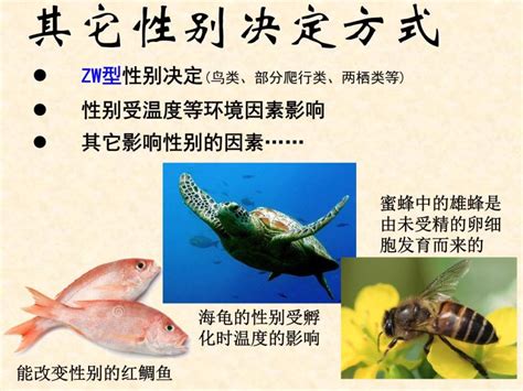 2022届高三生物一轮复习课件：伴性遗传 教习网课件下载