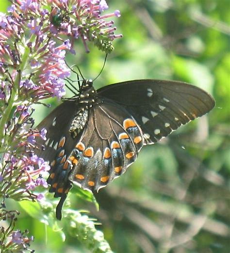 Spicebush Swallowtail Papilio Troilus BugGuide Net