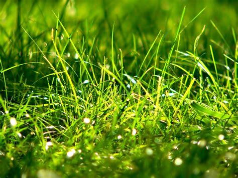 Dewy Grass Stock Image Image Of Nature Springtime Fresh 1196623