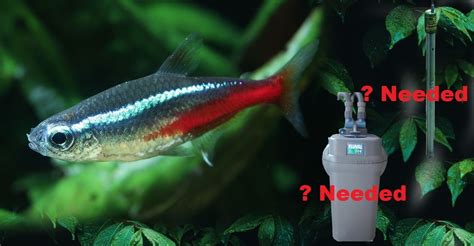 Can Tetra Fish Live Without Heater And Filter Tetra Fish Care