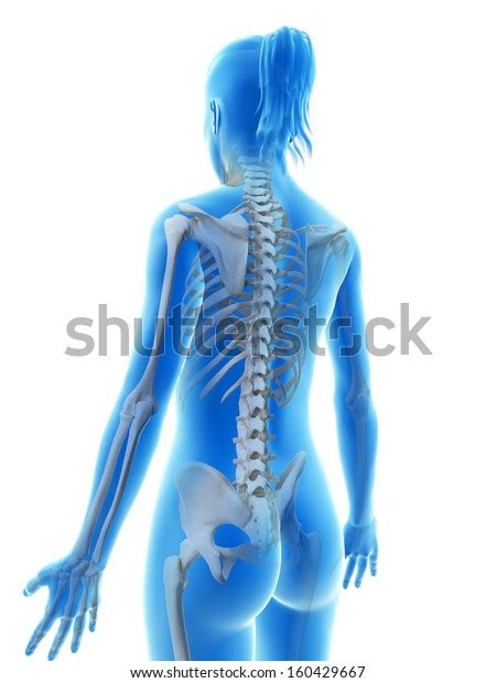 Rendered Illustration Female Skeleton Stock Illustration 160429667