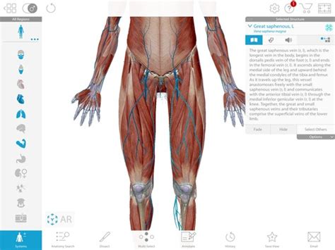 Extremities Practical 2 Vessels Flashcards Quizlet