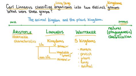 Carolus Linnaeus System Of Classification Of Living Things