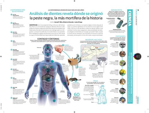 Análisis De Dientes Revela Dónde Se Originó La Peste Negra La Más Mortífera De La Historia