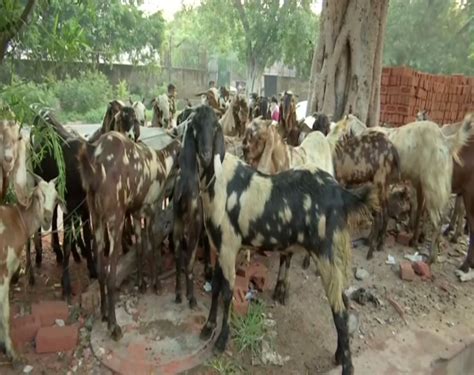 Goats Being Brought To Delhi For Sale Ahead Of Bakra Eid 2020