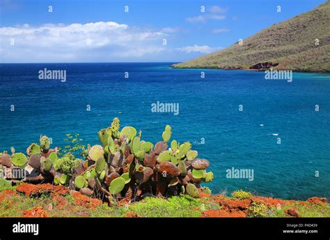 Galapagos Prickly Pear On Rabida Island In Galapagos National Park