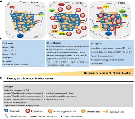 Frontiers N6 Methyladenosine RNA Modification An Emerging