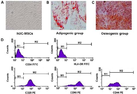 Morphology And Differentiation Potential And Surface Antigens Of Download Scientific Diagram