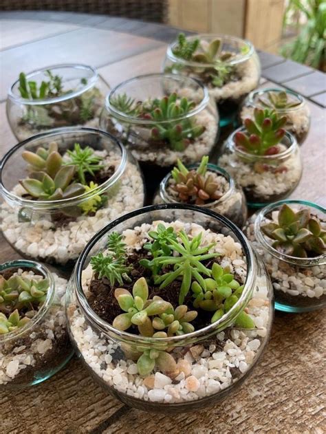 Pin By Mark Leen On Agriculture Succulents In Glass Succulent