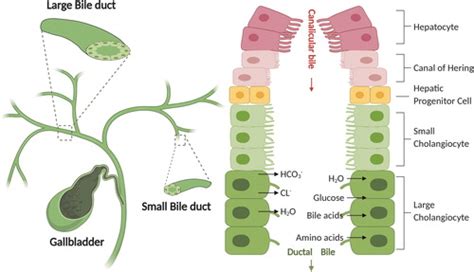 Tissue Engineered Bile Ducts For Disease Modeling And Therapy Tissue Engineering Part C Methods