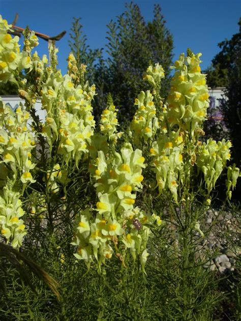 Linaria Vulgaris Echtes Leinkraut Frauenflachs Flora Di Berna