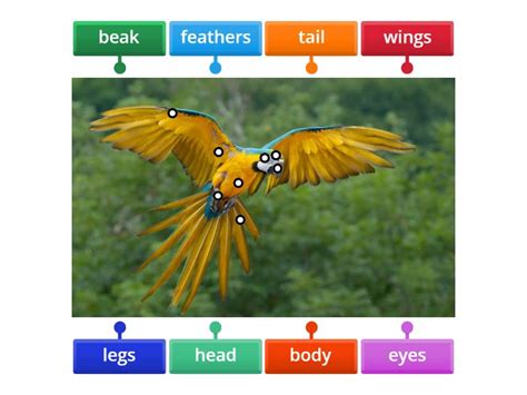 parts of an animal body - Labelled diagram