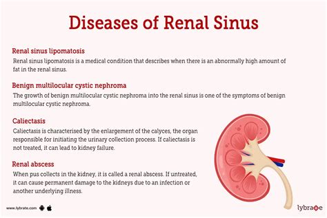 Renal Sinus (Human Anatomy): Image, Functions, Diseases and Treatments