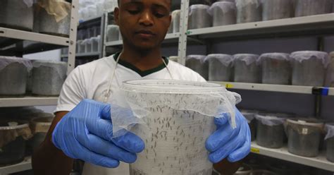 Will genetic modification help control mosquitoes — or just create