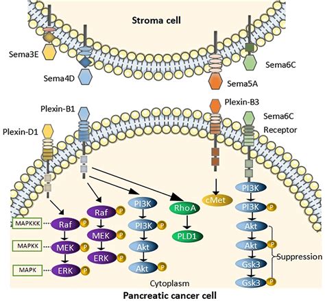 Frontiers Semaphorins And Their Receptors In Pancreatic Cancer