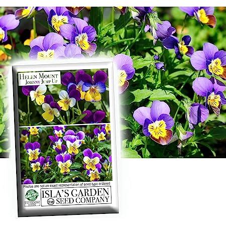 Amazon Helen Mount Johnny Jump Up Viola Flower Seeds 500 Seeds