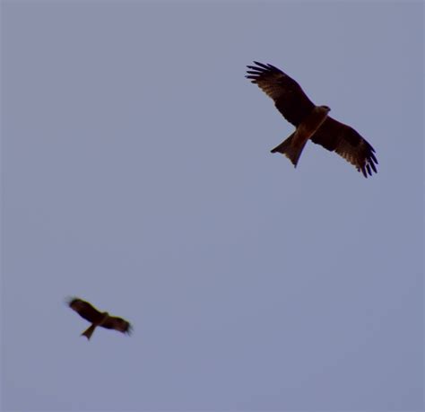 Black Kite • Flinders Ranges Field Naturalists