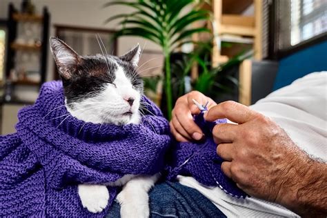 Problemas De Salud Comunes En Gatos Mayores Prevenci N Y Tratamiento