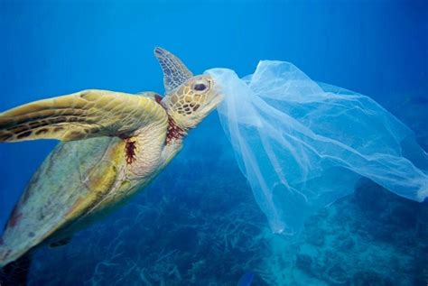 Plastica Monouso In Vigore Le Nuove Regole In Italia