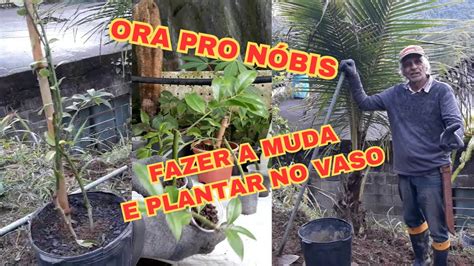 Como Fazer As Mudas E Como Plantar Ora Pro Nobis No Vaso Youtube