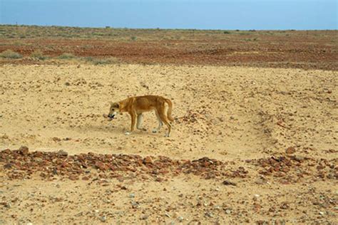 Great Sandy Desert - Australia's physical environment