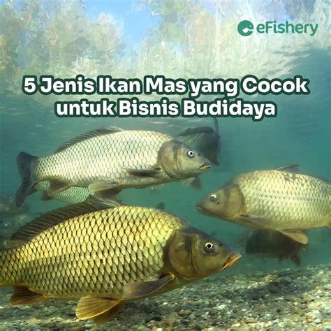 5 Jenis Ikan Mas Yang Cocok Untuk Bisnis Budidaya