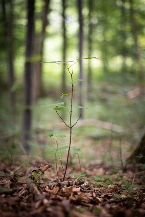 Wildschäden im Wald Forst erklärt