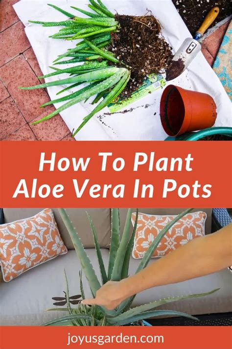 Planting Aloe Vera In Pots And The Potting Mix To Use Artofit