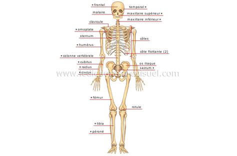 LE SQUELETTE HUMAIN HUMAN SKELETON Esqueleto Humano MEDIFUTUR