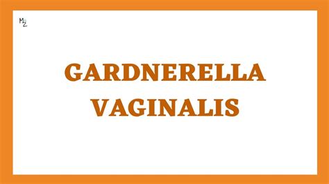 Gardnerella Vaginalis Microbiology What Is Bacterial Vaginosis Bv