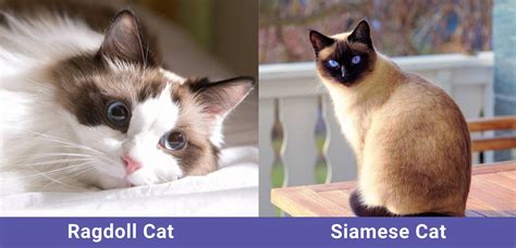 Ragdoll Vs Siamese Cat Whats The Difference With Pictures Catster