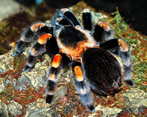 mexican red knee tarantula behaviour ~ Red Knee Tarantula