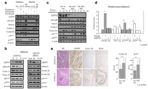 Regulation Of Cell Cycle Progression By Lefty And Psmad2 In Em Cas A