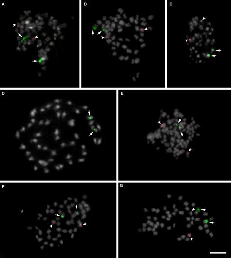 Fluorescence In Situ Hybridization Of S Green And S Red Rdna