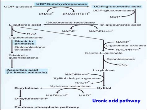 Uronic Acid Pathway