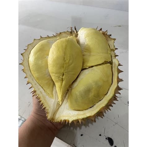 Jual Durian Montong Palu Gelondongan Utuh Shopee Indonesia