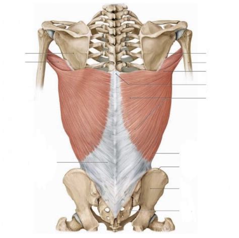 Musculus Latissimus Dorsi Orion Tennis Ru