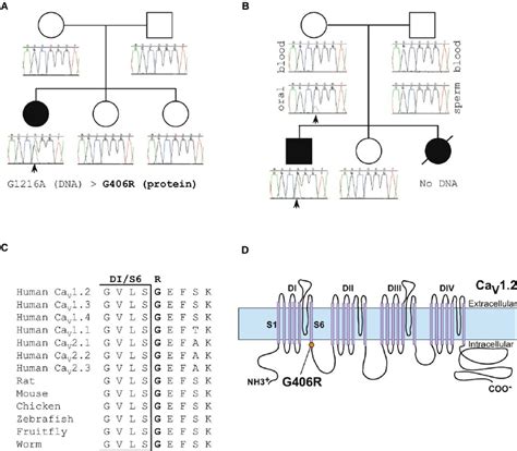 Identical De Novo Ca V 1 2 Missense Mutation Causes Timothy Syndrome