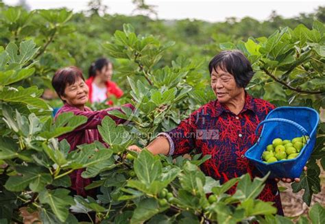 山东荣成：无花果“甜蜜”上市 人民图片网