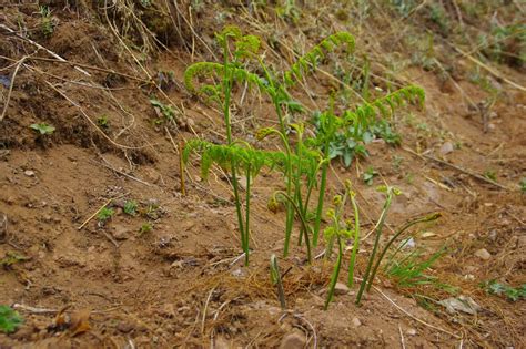 山野寻奇蕨菜 中国自然保护区生物标本资源共享平台