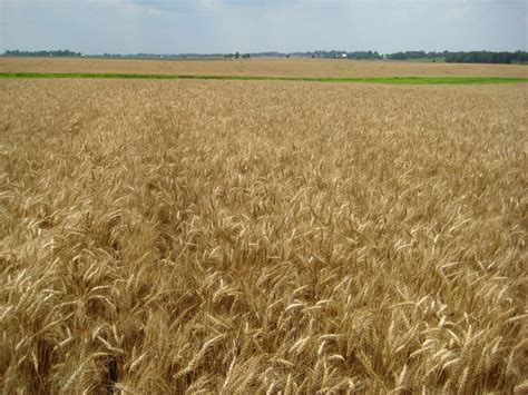 Grain Crops Update Kentucky Extension Wheat Contest Forms