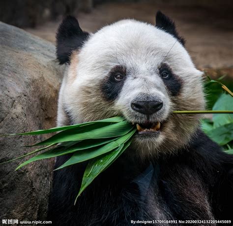 国宝熊猫吃竹子摄影图野生动物生物世界摄影图库昵图网